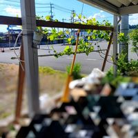 ブドウ,紅伊豆,DIY,家庭菜園の画像