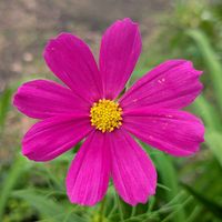 コスモス,ピンクの花,ありがとう❤️,癒し…♡,紅一点の画像