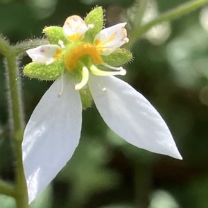 オルレア,ゆきのした,白花マツバギク,サボテンの花,白い水曜日♡の画像