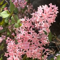 アスパラガス,姫ライラック,大人の着せ替え人形,花木,ピンクの花の画像