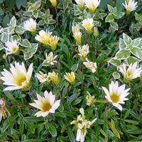 ガザニア,ガジュマル,胡蝶蘭,デンドロビューム,アボカド鉢植えの画像