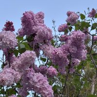 ライラック,ツクバネウツギ,ハクサンハタザオ,今日のお花,明治の森箕面国定公園の画像