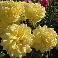 バラ,バラ,散歩,自然,花散歩の画像