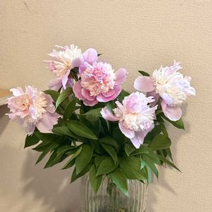 シャクヤク,切り花,ガーデニングの画像