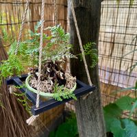トキワシノブ,シダ植物,着生シダ,着生植物,和の趣の画像