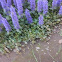 アジュガの画像