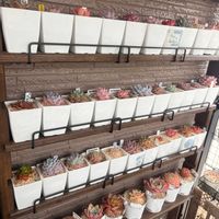 多肉棚,癒し,北海道,ベランダの画像