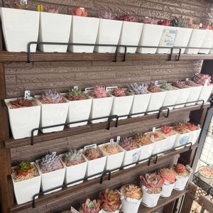 多肉棚,癒し,北海道,ベランダの画像