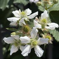 ブラックベリー,小さな庭♡,おうち園芸,白い水曜日♡の画像
