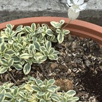 オダマキ,シレネ,スズラン,セダム属,白い花の画像