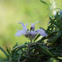 ローズマリー,ハーブ,花壇,常緑低木,青空の画像