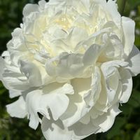 サフィニア,シャクヤク 八重咲き,アスチルベ,アスチルベ(白),芍薬アンコーシンズの画像