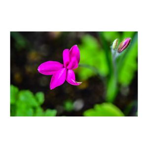 アッツザクラ,球根植物,ピンクの花,植木鉢,キンバイザサ科の画像
