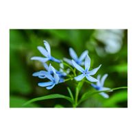 チョウジソウ,植木鉢,庭の宿根草,キョウチクトウ科,水色の花の画像