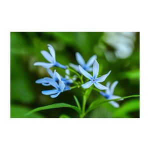 チョウジソウ,植木鉢,庭の宿根草,キョウチクトウ科,水色の花の画像