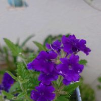 初心者,ベランダガーデニング,初めて育てる,手探り状態,バーベナ トゥルーブルーの画像