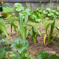 シャガ,株分,植え付け,植物のある暮らし,植物の生命力の画像