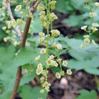 アジュガ,フサスグリ,ブドウの新芽,散歩,つぶやきの画像
