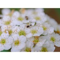 コデマリ,広い庭の画像