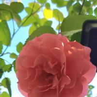 バラ サンセットグロウ,初心者,ベランダガーデニング,初めて育てる,ばら バラ 薔薇の画像