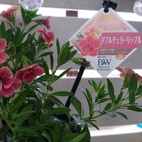 スーパーベル　ダブルチェリーリップル,初心者,ベランダガーデニング,初めて育てる,手探り状態の画像