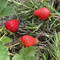 イチゴ,ネギ,ニンニク,万願寺とうがらし,ミニトマト キャロルスターの画像