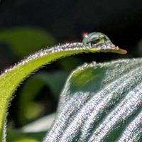 ドクダミ,トサミズキ,ホトトギス,ノビル,ノビル(野蒜)の画像