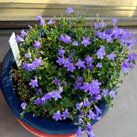 ベルフラワー,花のある暮らし,バルコニー/ベランダ,ベランダの画像