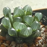 ハオルチア オブツーサ,多肉植物のある暮らし,キラキラ✨,ハオハオ！の画像
