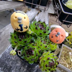 アザミ,ヒルガオ,多肉植物,神奈川タニラー,チキン倶楽部の画像