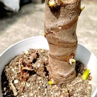 クワズイモ,観葉植物,ガーデニング,グリーン,男前の画像