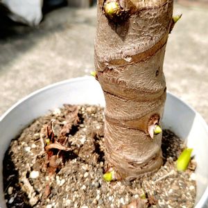 クワズイモ,観葉植物,ガーデニング,グリーン,男前の画像