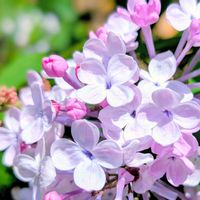 ライラック,お花,今日の花,ライラック❤︎,今日のお花の画像
