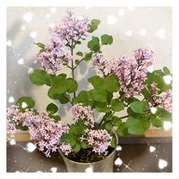 クリンソウ,チョウジソウ,ミニライラック,くりん草,シュウメイギク（秋明菊・秀明菊）の画像