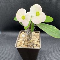 ハナキリン,多肉植物,ユーフォルビア,ダイソーの画像