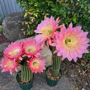 サボテン,花サボテン,サボテンの花,さぼてんの花の画像