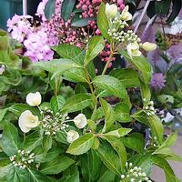 イチゴ,ガイラルディア,アメリカフジ アメジストフォール,ゲウム（西洋ダイコンソウ）,PW ラグランジア　ブライダルシャワーの画像