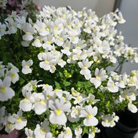 ネメシア,ネメシア メーテル,花のある暮らし,ゲブラ・ナガトヨ,花友さんに感謝♡の画像