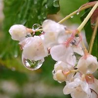 イベリス,オトコヨウゾメ,アリアケスミレ,水滴の水曜日,白い水曜日♡の画像