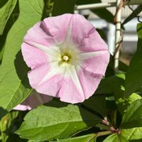 ヒルガオ,山野草,花探し散歩の画像