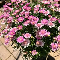 ニゲラ,マーガレット,ピンクのお花,癒しのひと時,お花とグリーンのある暮らしの画像