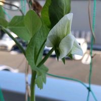 スナップエンドウ,植物のある暮らし,植中毒,でけたしこ園芸,ベランダの画像