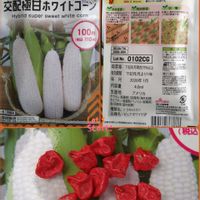 ピュアホワイト,トウモロコシ,種から,種まき,無農薬栽培の画像