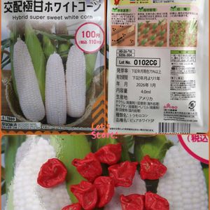 ピュアホワイト,トウモロコシ,種から,種まき,無農薬栽培の画像
