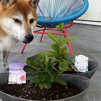 マンデビラ,サンパラソル,サンパラソル,柴犬ゴン太,クライミングサンパラソルの画像