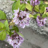 ウツギ,ウツギ　ラズベリーサンデー,山野草,放置栽培,神奈川県の画像