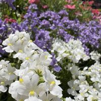 ネメシア,花散歩,花のある暮らし,お散歩写真,君も花が好きなのかの画像