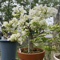 ブーゲンビリア,鉢植え,花のある暮らし,マイホーム,ブーゲンビリアHの画像