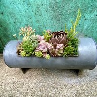 多肉の寄せ植え,楽しい時間,多肉植物好きの画像