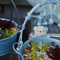 多肉植物,多肉寄せ植え,玄関アプローチの画像